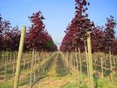 ACER PLATANOIDES CRIMSON KING