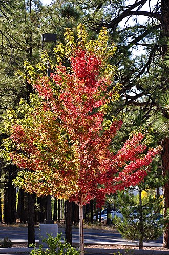  ACER FREEMANII AUTUMN BLAZE