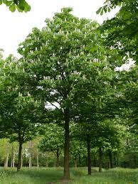 Aesculus hippocastanum